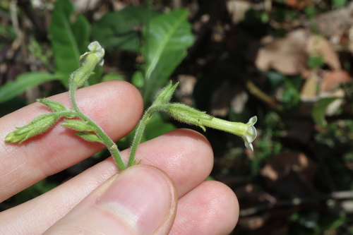 Nicotiana forsteri, photograph 2