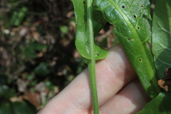 Thomas Mesaglio, CC BY, iNaturalist via GBIF Nicotiana forsteri, photograph Thomas Mesaglio, CC BY, iNaturalist via GBIF
