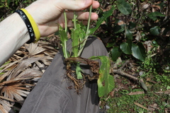 Thomas Mesaglio, CC BY, iNaturalist via GBIF Nicotiana forsteri, photograph Thomas Mesaglio, CC BY, iNaturalist via GBIF