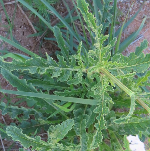 Image of Salvia stenophylla by no rights reserved