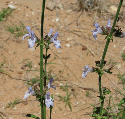 Image of Salvia stenophylla by no rights reserved