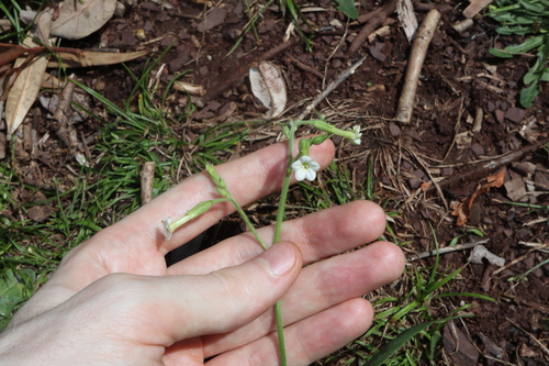 Nicotiana forsteri, photograph 6
