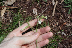 Nicotiana forsteri, photograph Thomas Mesaglio, CC BY, iNaturalist via GBIF