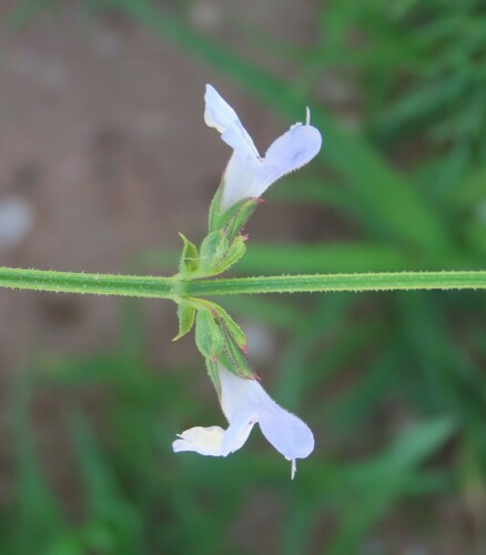 Fineleaf Sage (Salvia stenophylla)