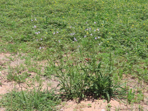 Image of Salvia stenophylla by no rights reserved