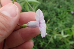 Ipomoea heptaphylla