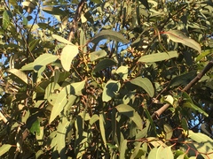 Eucalyptus bancroftii