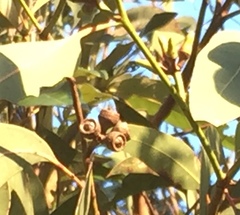 Eucalyptus bancroftii