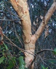 Eucalyptus bancroftii