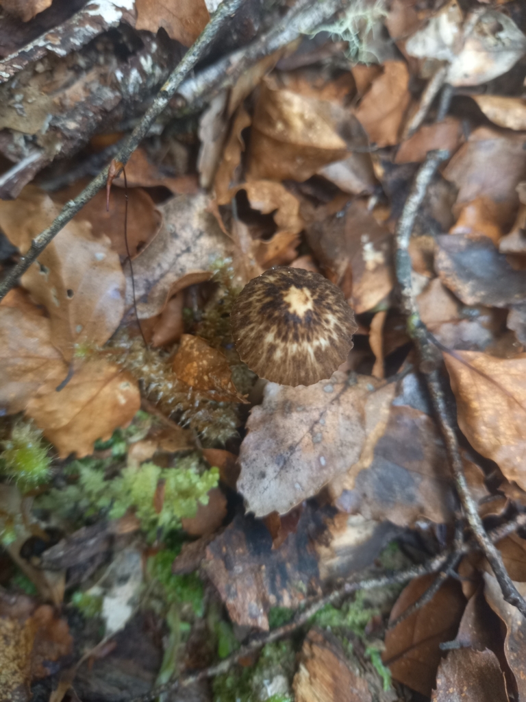 Pseudohydropus parafunebris · February 2025 · photo: © armillariabianca (iNaturalist, cc0)
