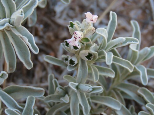 Stachys spathulata, photograph 6