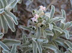 Stachys spathulata, photograph author not stated, no rights reserved