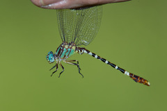 Erpetogomphus lampropeltis