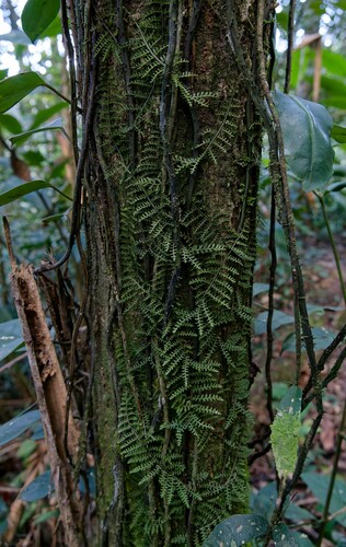 Teratophyllum observed 2025-02-02