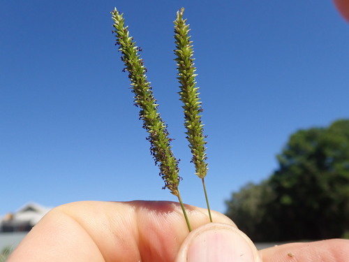 Image of Sacciolepis indica by no rights reserved