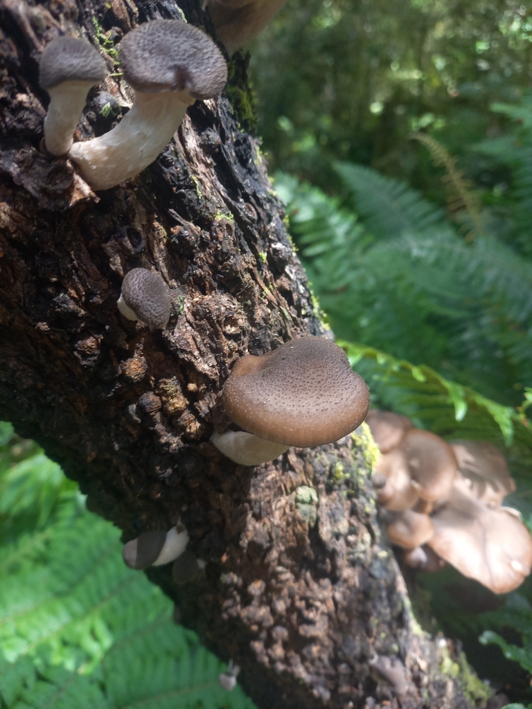 Armillaria novae-zelandiae · February 2025 · photo: © armillariabianca (iNaturalist, cc0)