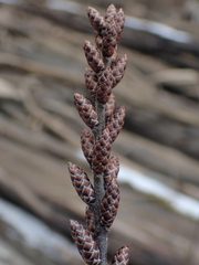 vřesna obecná (Myrica gale): původ a využití — fotografie 2