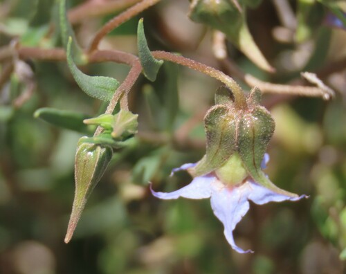 Image of Blue-Bell (Trichodesma angustifolium) by no rights reserved