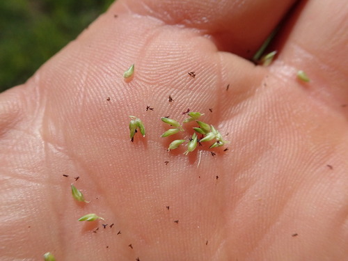 Image of Sacciolepis indica by no rights reserved