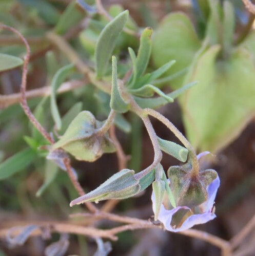 Image of Blue-Bell (Trichodesma angustifolium) by no rights reserved