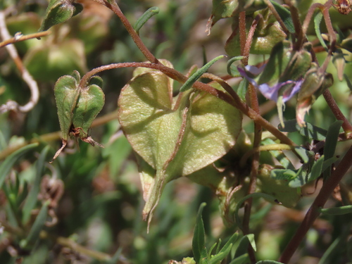 Image of Blue-Bell (Trichodesma angustifolium) by no rights reserved