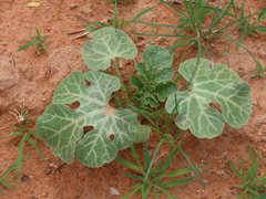 Citrullus amarus, photograph dune_ninja, CC0, iNaturalist via GBIF