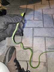 Ahaetulla mycterizans