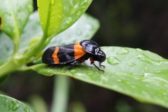 Cosmoscarta abdominalis