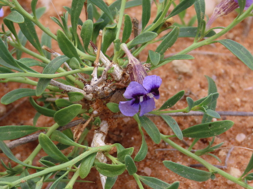 Image of Peliostomum leucorrhizum by no rights reserved