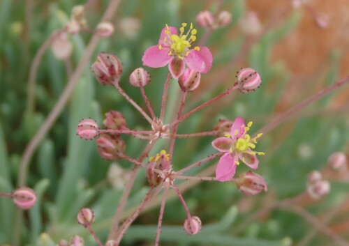 Kewa salsoloides (Kewa salsoloides)