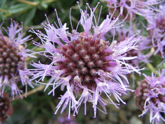 Monardella odoratissima