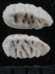 Euphorbia astyla