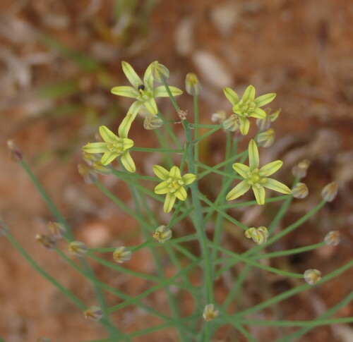 Image of Eriospermum abyssinicum by no rights reserved