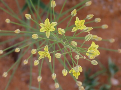 Image of Eriospermum abyssinicum by no rights reserved