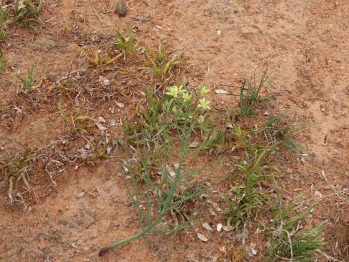 Image of Eriospermum abyssinicum by no rights reserved