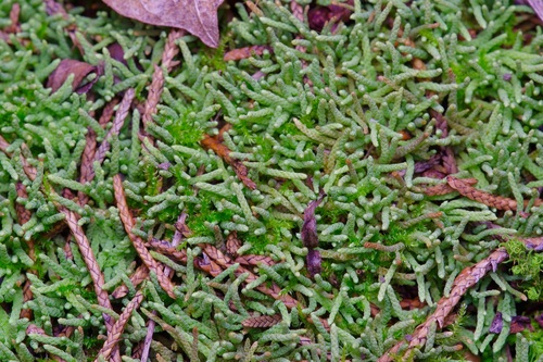 Image of Thelia lescurii by (c) Michelle W. （鍾偉瑋）, some rights reserved (CC BY)
