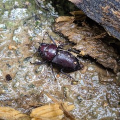 Prosopocoilus