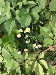 Erigeron annuus