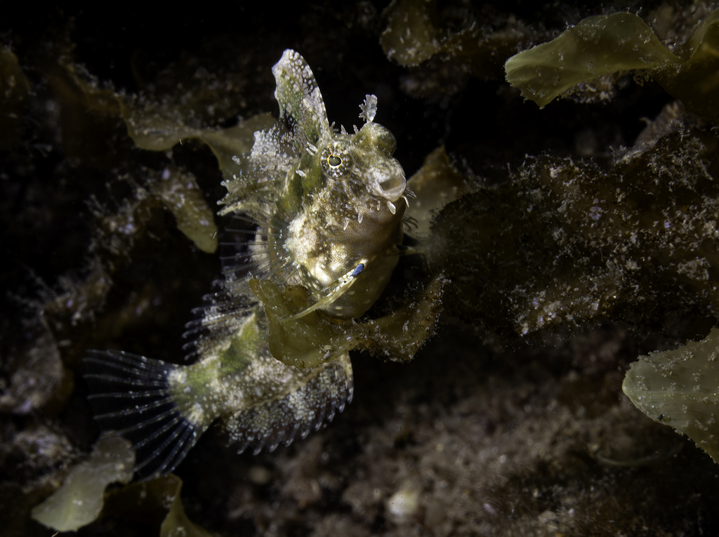 Crested sabre-tooth (Petroscirtes mitratus) — Blenniidae