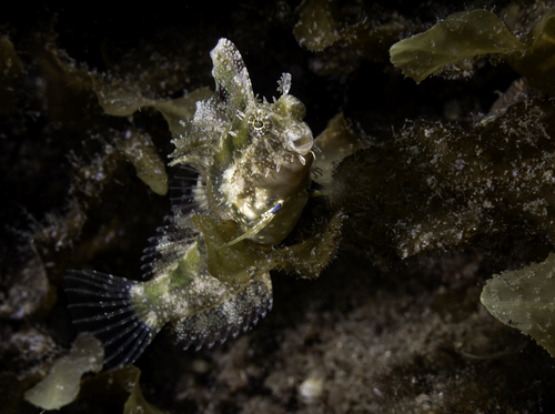 Crested sabre-tooth (Petroscirtes mitratus) — Blenniidae