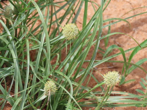 Image of Cyperus cristatus by no rights reserved