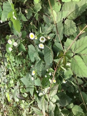 Erigeron annuus