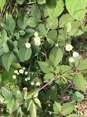 Erigeron annuus