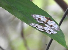 Abraxas amicula-illuminata