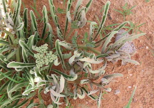 Cyphostemma hereroense