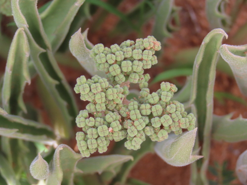 Cyphostemma hereroense