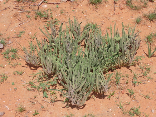 Cyphostemma hereroense