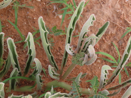 Cyphostemma hereroense