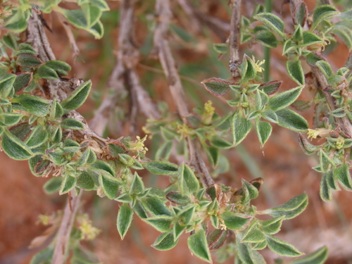 Aizoon schellenbergii (Aizoon schellenbergii)