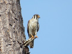 Falco sparverius paulus